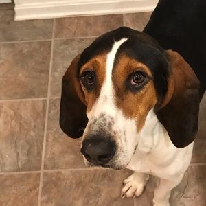 Meet your Posher, Carey